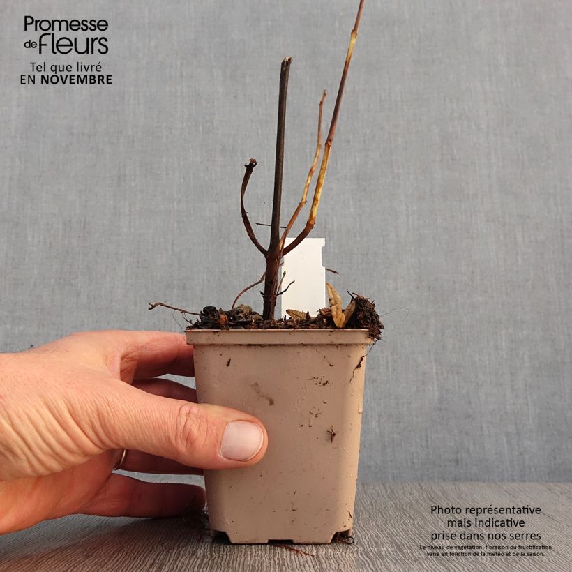 Example of Boehmeria platanifolia - Chinagras Kleine Töpfe von 8/9 cm as you get in automne