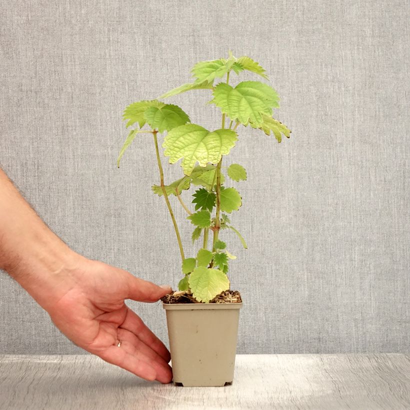 Exemplar von Boehmeria platanifolia - Chinagras Kleine Töpfe von 8/9 cm wie im Sommer geliefert