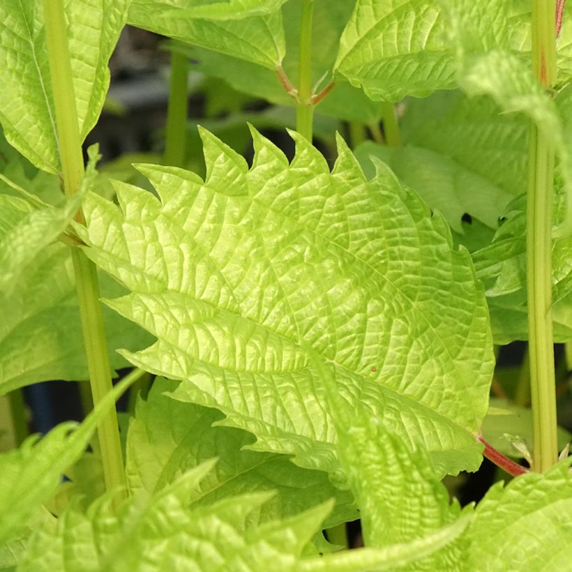Boehmeria sieboldiana - Chinagras (Foliage)