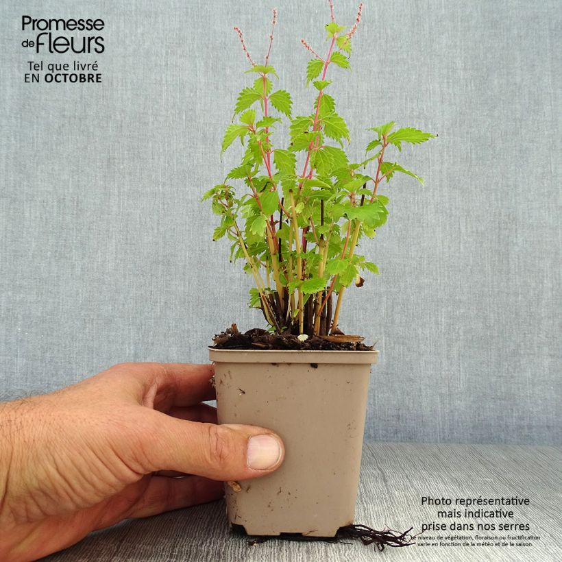 Example of Boehmeria spicata - Chinagras Kleine Töpfe von 8/9 cm as you get in automne