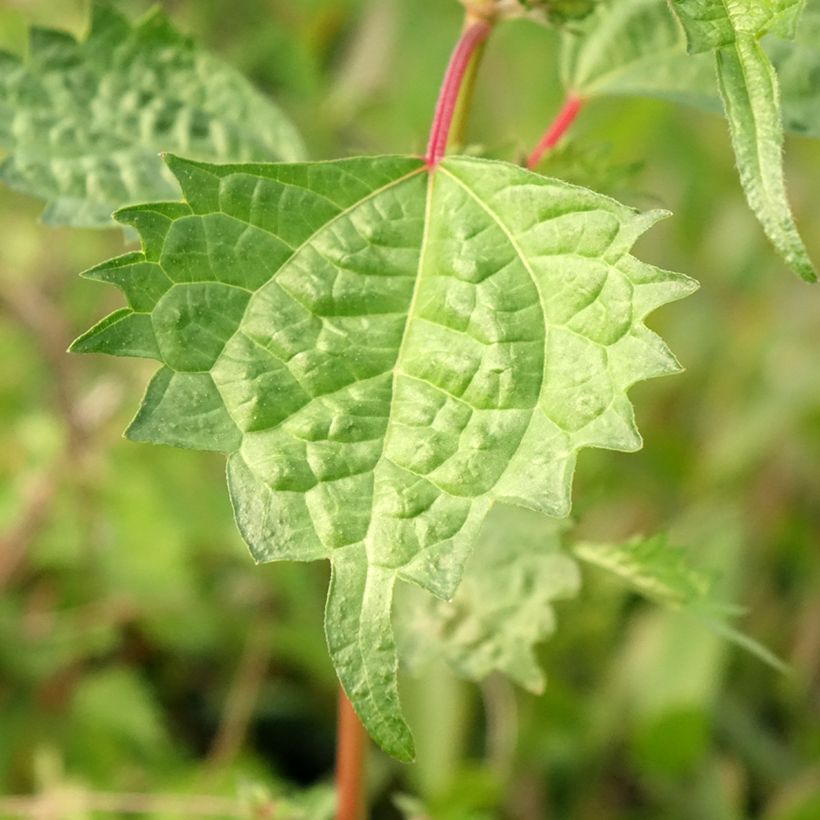 Boehmeria spicata - Chinagras (Foliage)