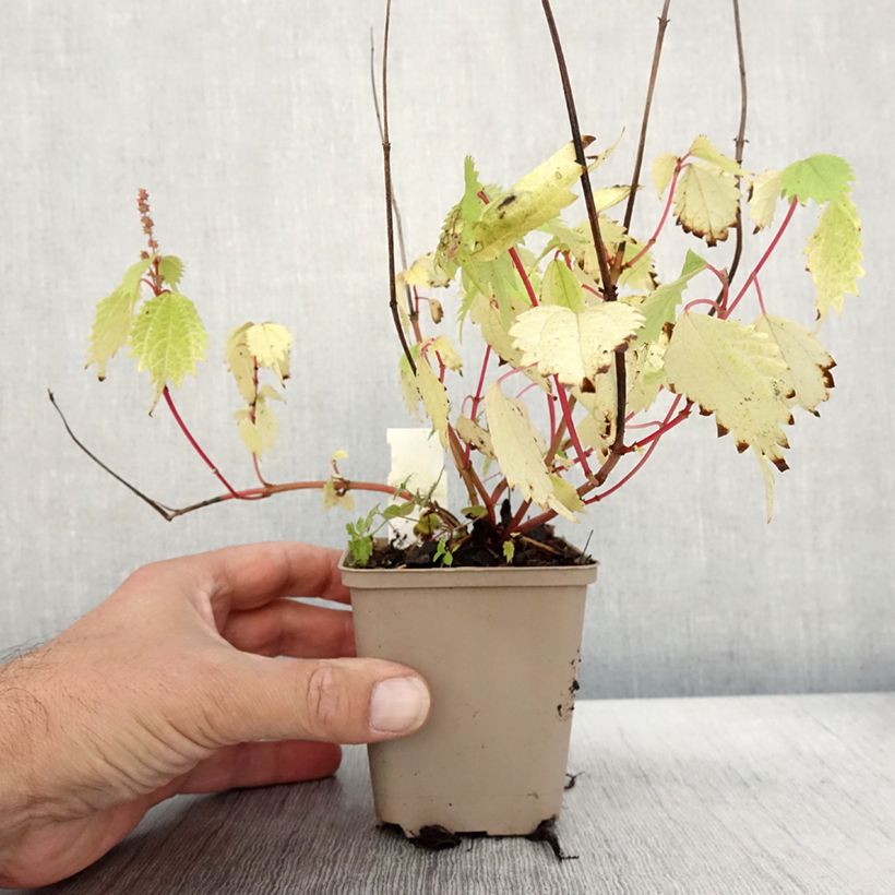 Example of Boehmeria tricuspis - Chinagras Kleine Töpfe von 8/9 cm as you get in automne