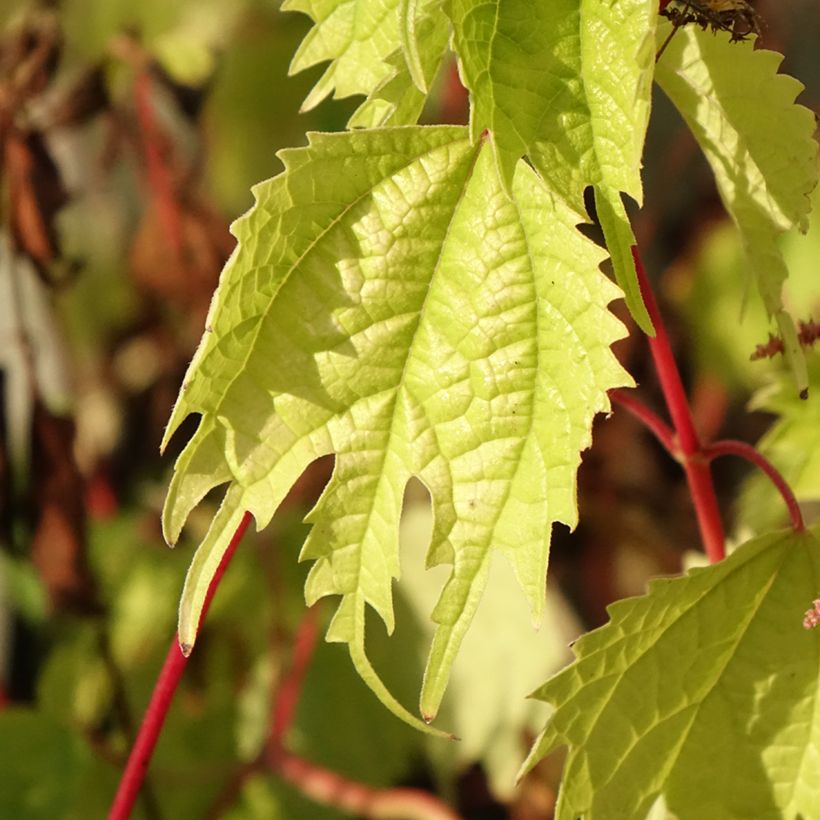 Boehmeria tricuspis - Chinagras (Foliage)