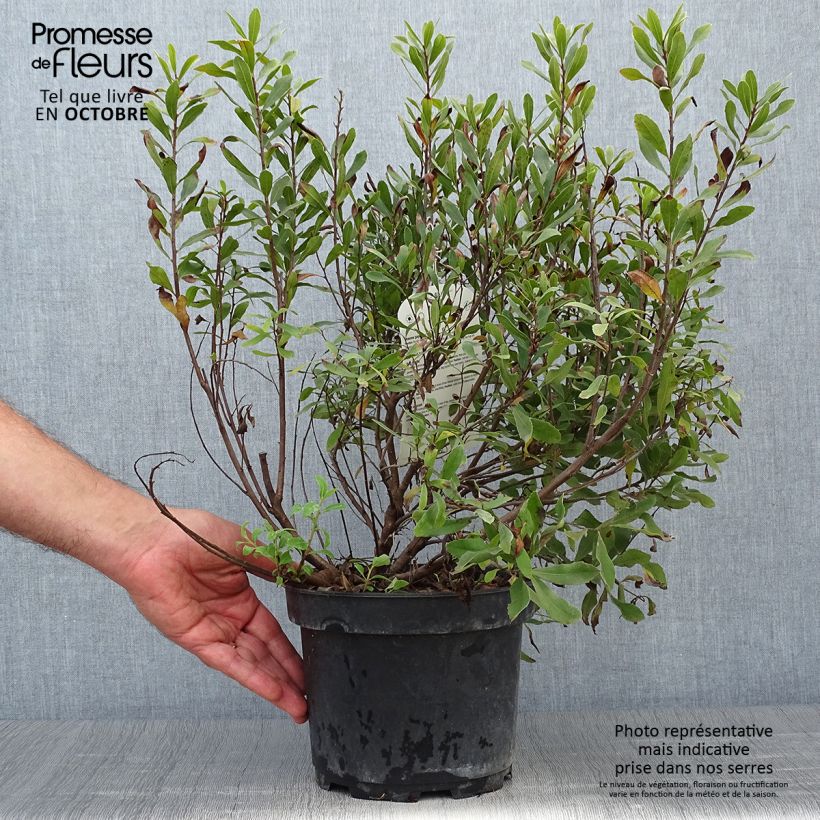 Example of Myrica gale - Gagelstrauch Topf mit 2L/3L as you get in automne