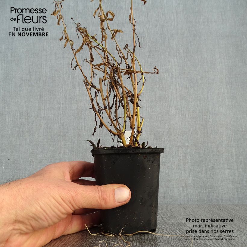 Example of Boltonia asteroides Snowbank - Scheinaster Kleine Töpfe von 8/9 cm as you get in automne