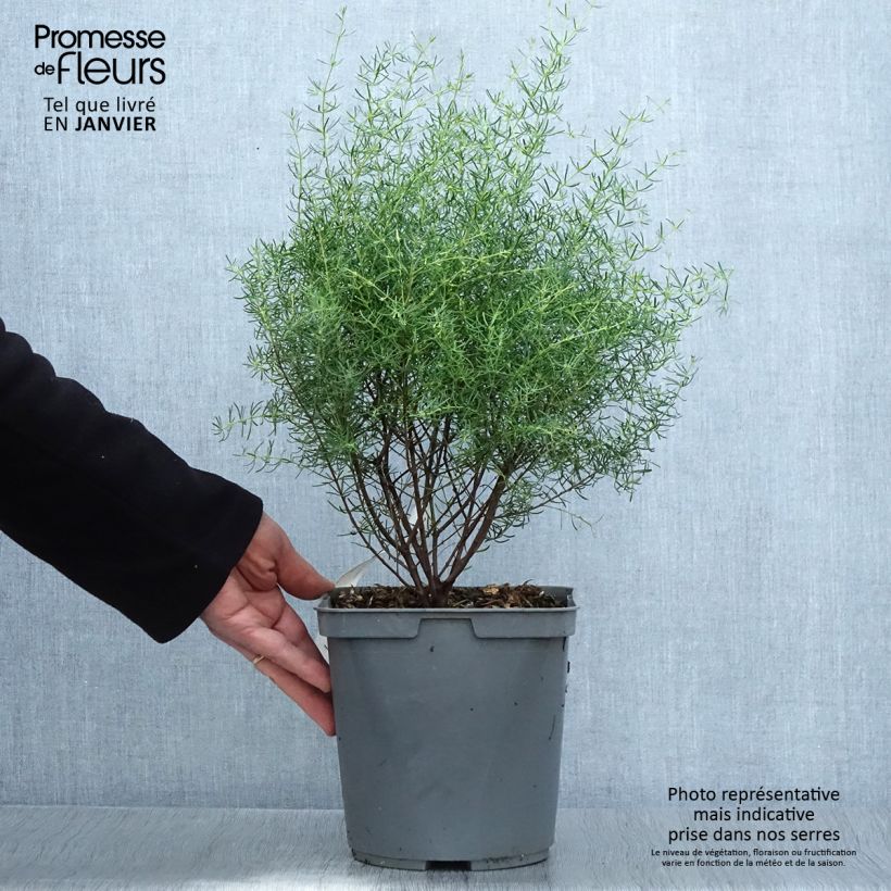 Exemplar von Boronia megastigma Tui Topf mit 4L/5L wie im Winter geliefert