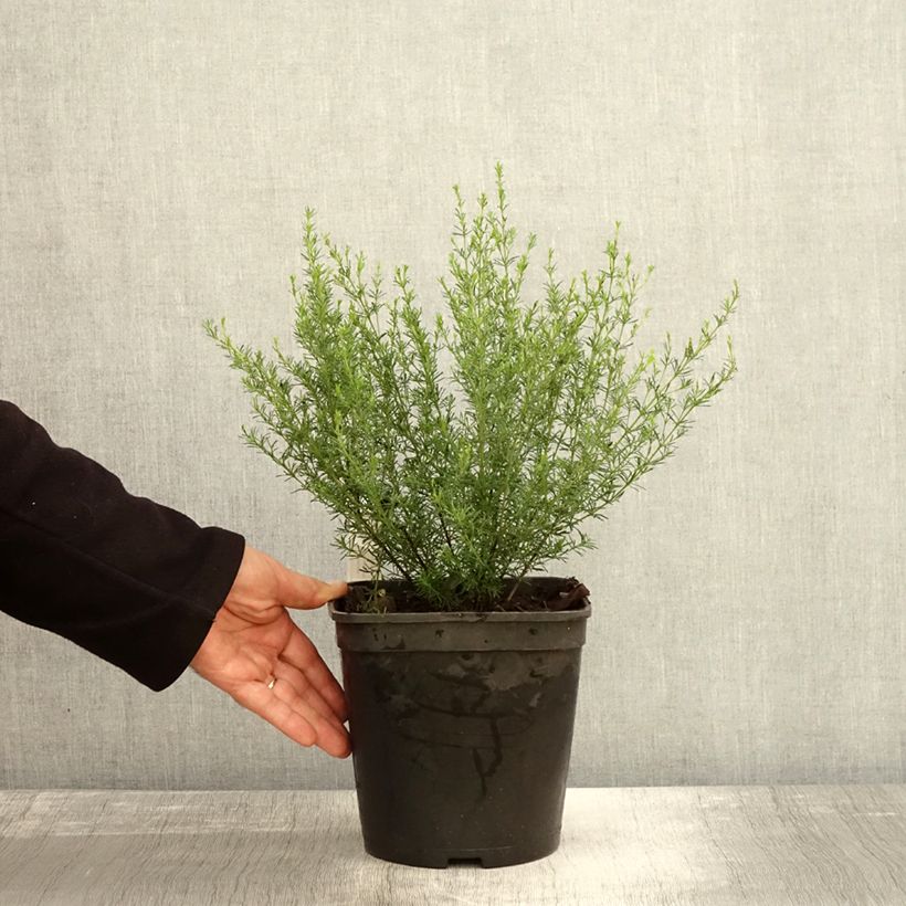 Example of Boronia pilosa Rose Blossom Topf mit 4L/5L as you get in automne