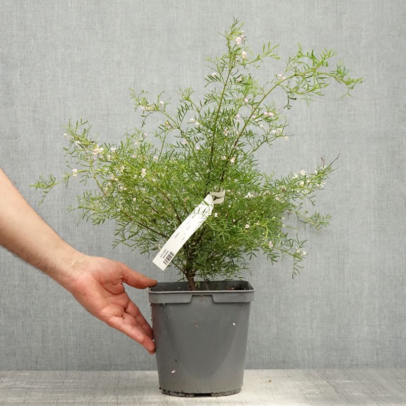 Exemplar von Boronia pinnata var. muelleri Topf mit 4L/5L wie im Frühjahr geliefert