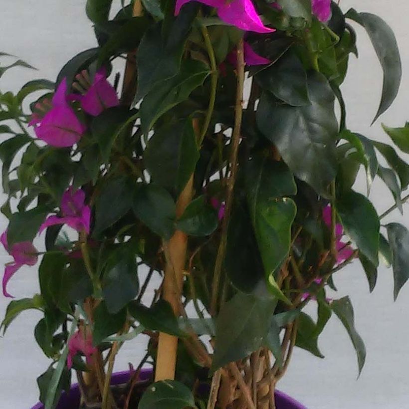 Bougainvillea glabra Sanderiana - Kahle Drillingsblume (Foliage)