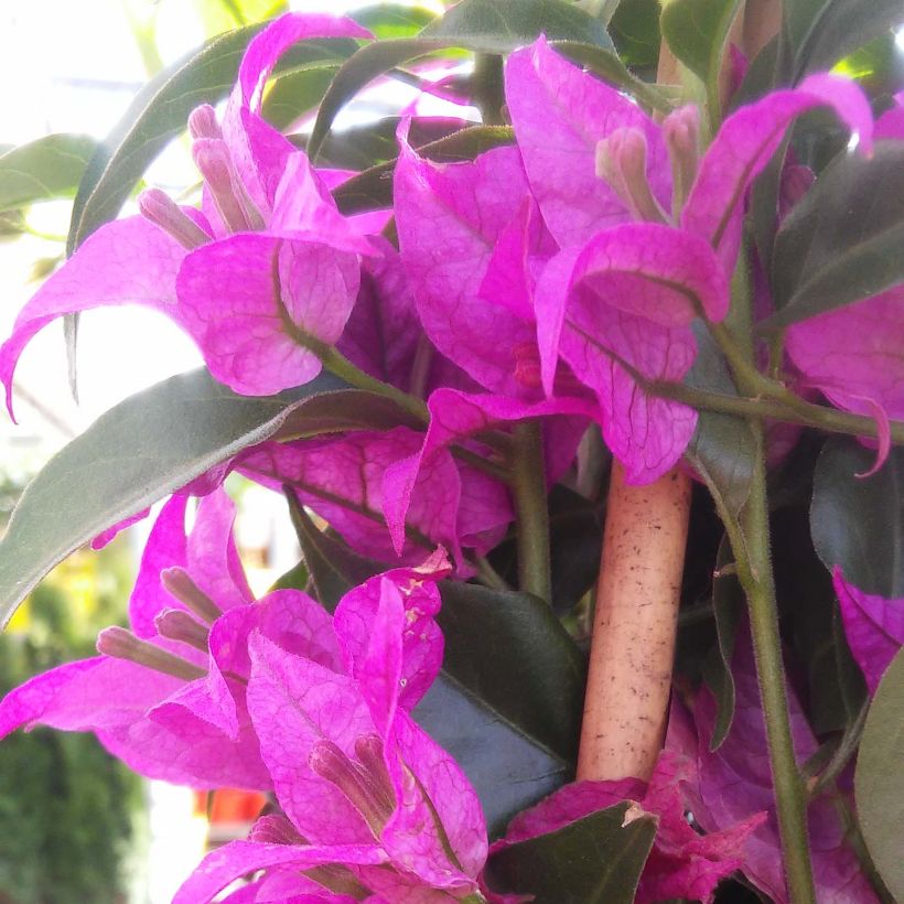Bougainvillea glabra Sanderiana - Kahle Drillingsblume (Flowering)