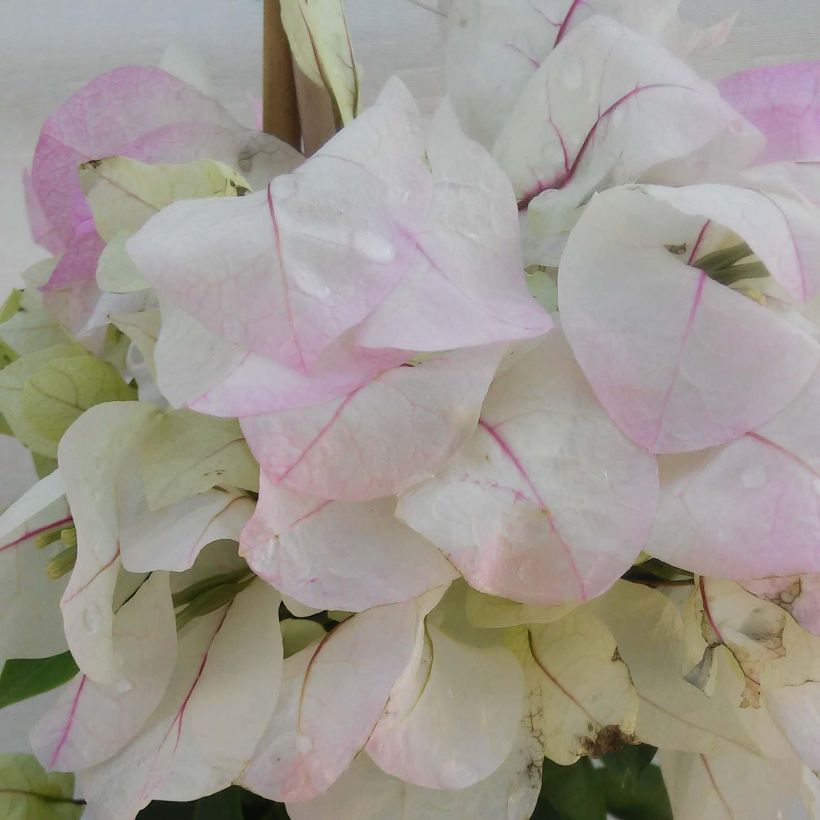 Bougainvillea spectabilis Pink-White - Drillingsblume (Flowering)