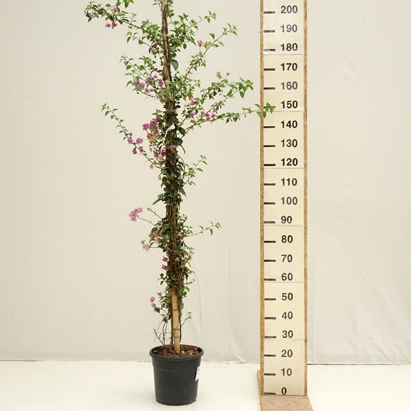 Exemplar von Bougainvillea glabra Sanderiana - Kahle Drillingsblume Topf mit 12L/15L wie im Frühjahr geliefert