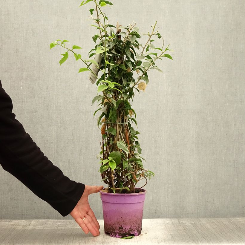 Example of Bougainvillea glabra Sanderiana - Kahle Drillingsblume Topf mit 2L/3L as you get in automne