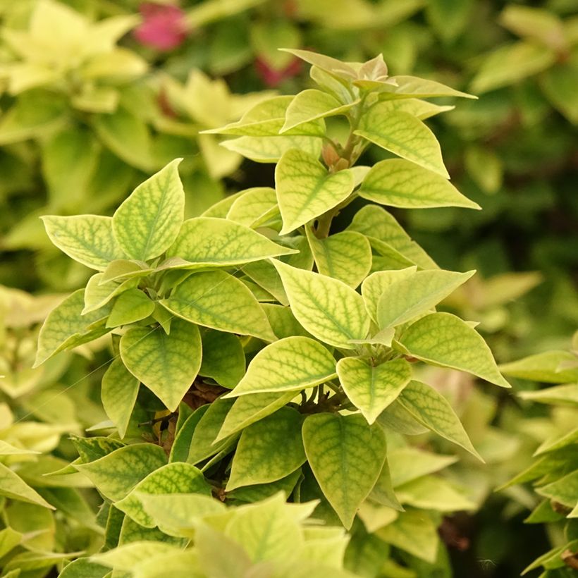 Bougainvillea Mini Thaï - Drillingsblume (Foliage)