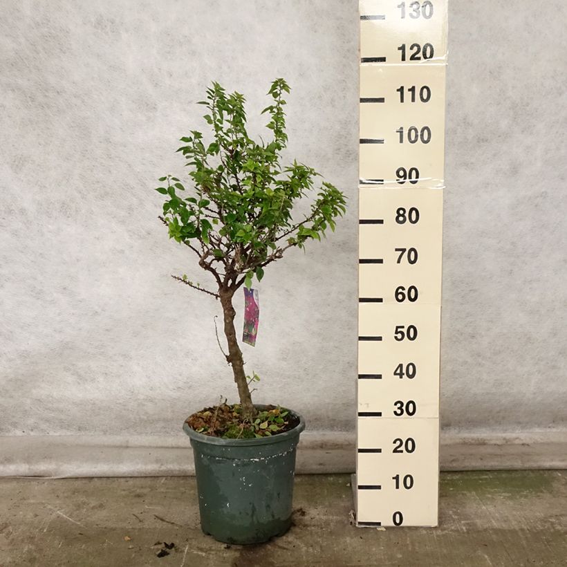 Example of Bougainvillea Mini Thaï - Drillingsblume Topf mit 12L/15L as you get in automne