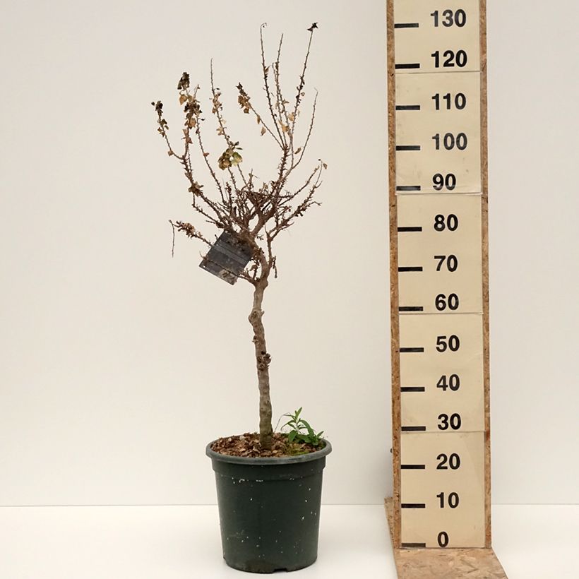 Exemplar von Bougainvillea Mini Thaï - Drillingsblume Topf mit 12L/15L wie im Winter geliefert