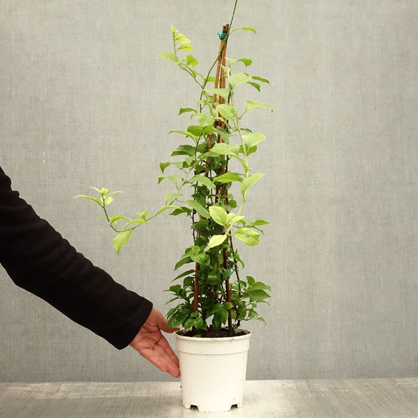 Example of Bougainvillea spectabilis White - Drillingsblume Topf mit 2L/3L as you get in automne