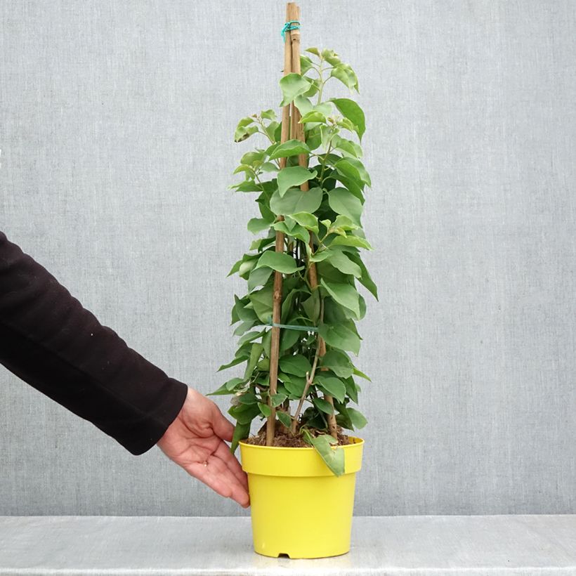 Exemplar von Bougainvillea spectabilis Yellow - Drillingsblume Topf mit 2L/3L wie im Herbst geliefert