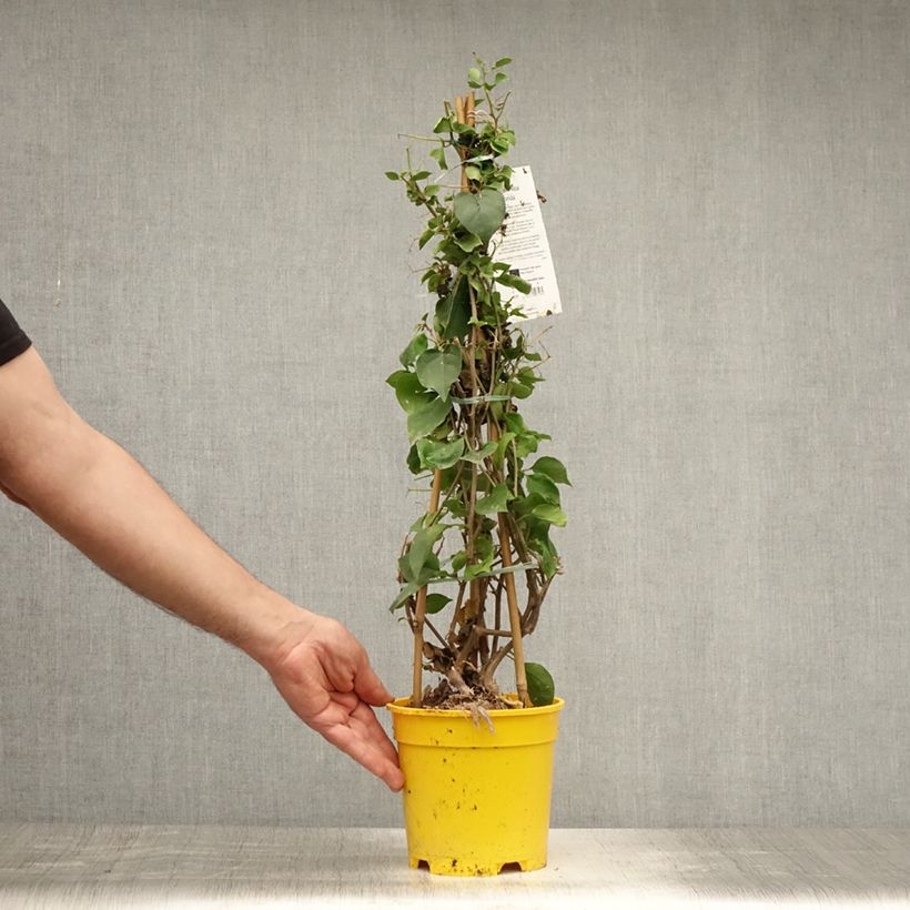 Example of Bougainvillea spectabilis Yellow - Drillingsblume Topf mit 2L/3L as you get in ete