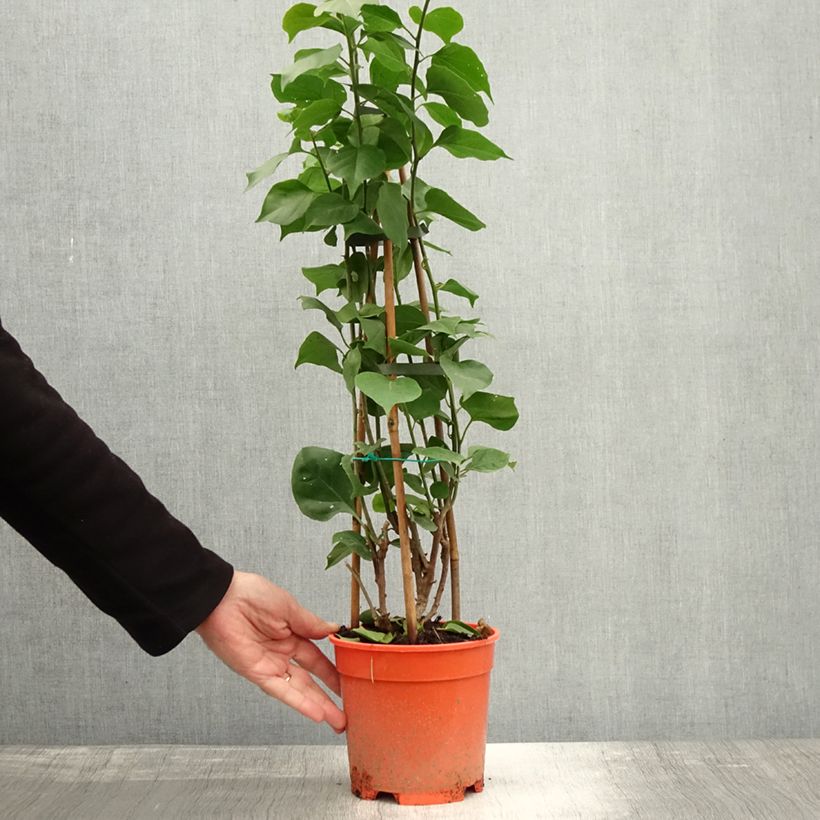 Example of Bougainvillea spectabilis Orange - Drillingsblume Topf mit 2L/3L as you get in automne