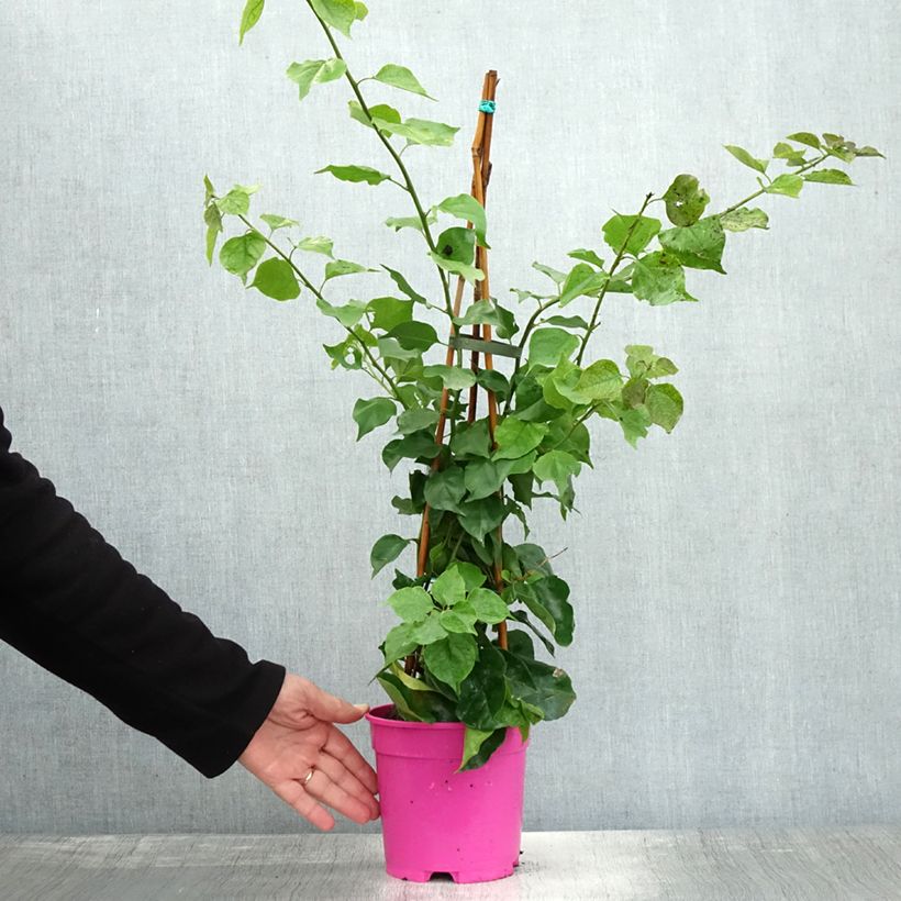 Example of Bougainvillea spectabilis Pourpre violacé - Drillingsblume Topf mit 2L/3L as you get in automne