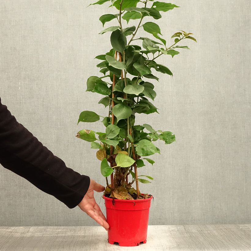 Example of Bougainvillea spectabilis Dark Red - Drillingsblume Topf mit 2L/3L as you get in automne