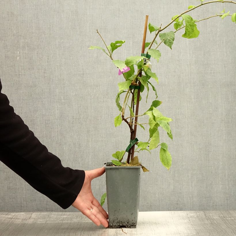 Example of Bougainvillea Violet de mèze - Drillingsblume Topf mit 1,5L/2L as you get in automne