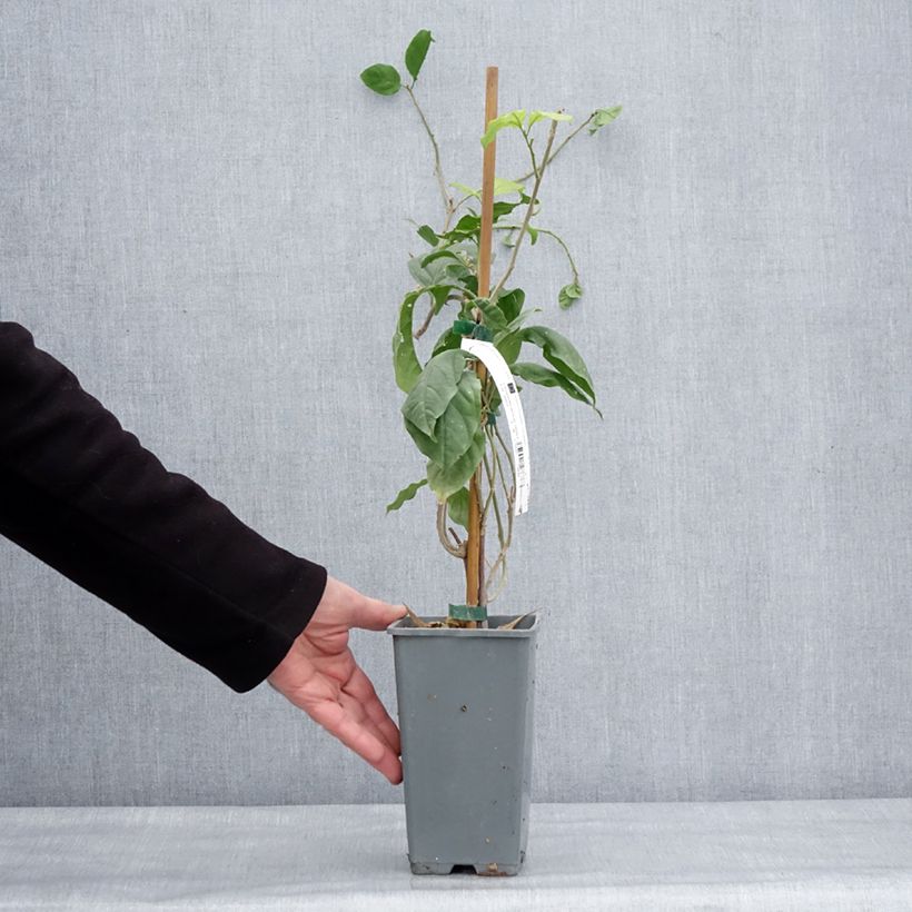 Exemplar von Bougainvillea Violet de mèze - Drillingsblume Topf mit 1,5L/2L wie im Winter geliefert