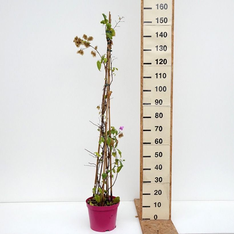 Exemplar von Bougainvillea Violet de mèze - Drillingsblume Topf mit 7,5L/10L wie im Herbst geliefert