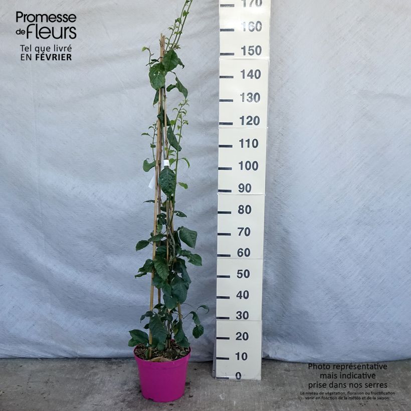 Example of Bougainvillea Violet de mèze - Drillingsblume Topf mit 7,5L/10L as you get in hiver