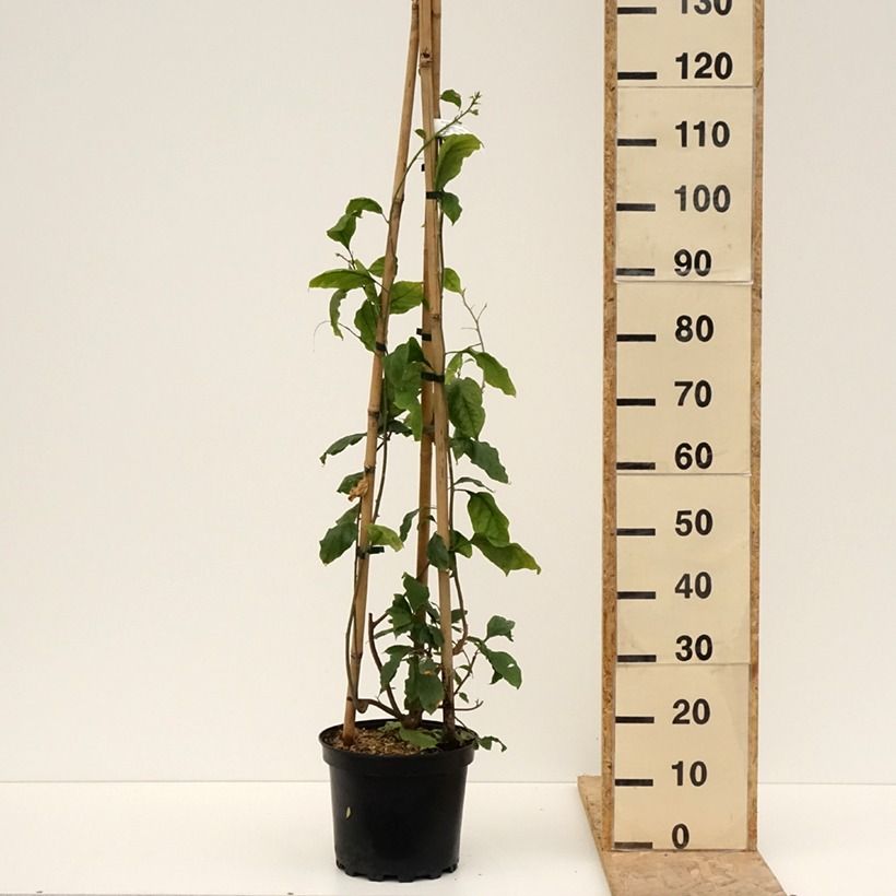 Exemplar von Bougainvillea Violet de mèze - Drillingsblume Topf mit 7,5L/10L wie im Frühjahr geliefert