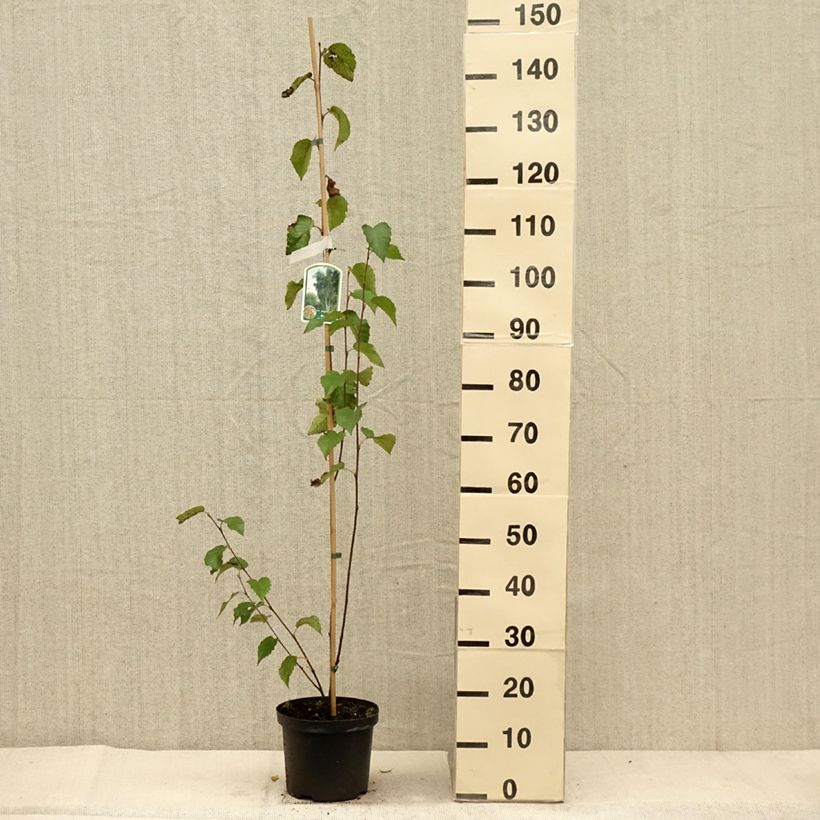 Example of Betula albosinensis Fascination - Rote China-Birke Topf mit 2L/3L as you get in automne