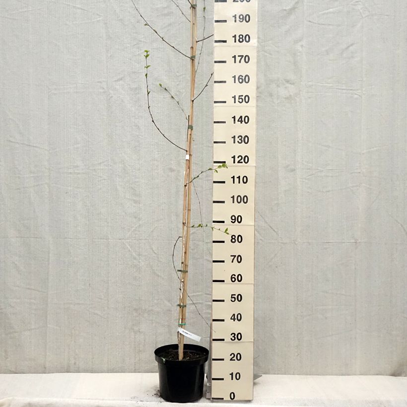 Exemplar von Betula utilis var. jacquemontii - Himalaya-Birke Topf mit 4L/5L wie im Frühjahr geliefert