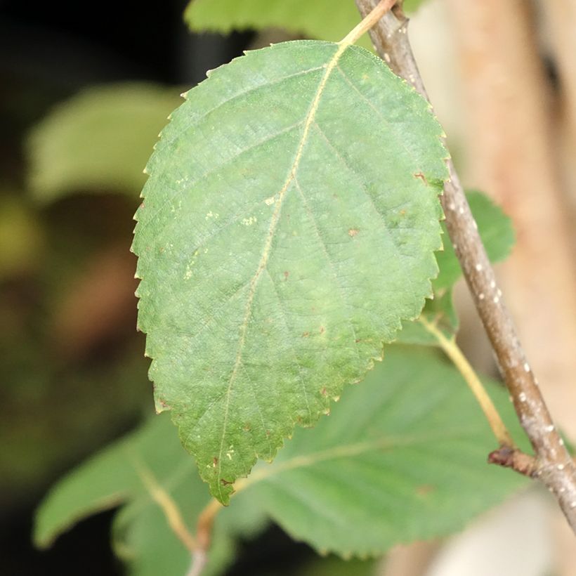 Betula utilis var. jacquemontii - Himalaya-Birke (Foliage)