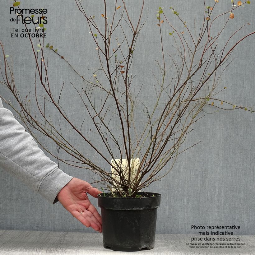 Example of Betula nana - Zwerg-Birke Topf mit 2L/3L as you get in automne