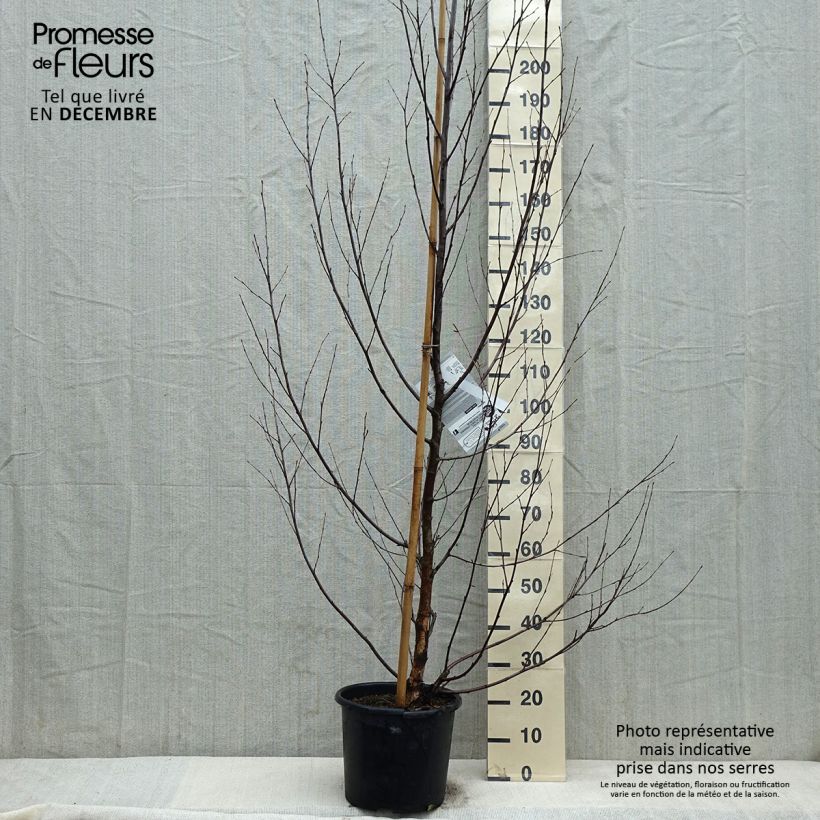 Exemplar von Betula nigra Heritage - Schwarz-Birke Topf mit 12L/15L wie im Winter geliefert