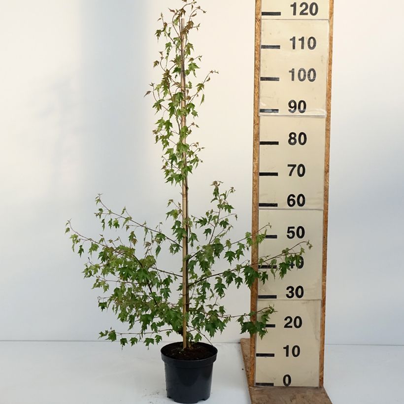 Exemplar von Betula pendula Crispa - Hänge-Birke Topf mit 2L/3L wie im Frühjahr geliefert