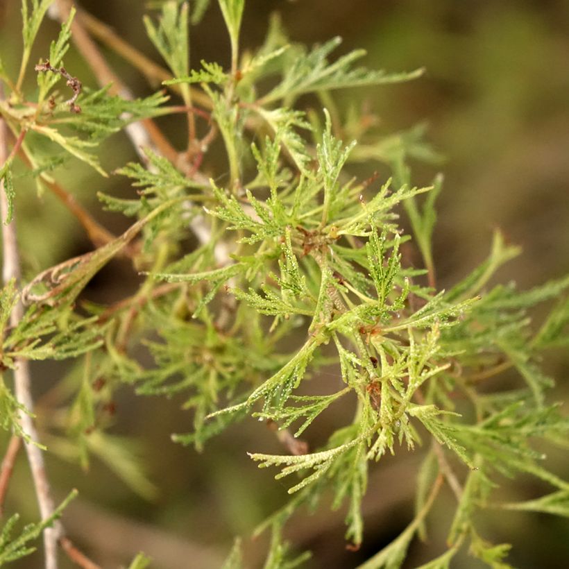 Betula pendula Karaca - Hänge-Birke (Foliage)