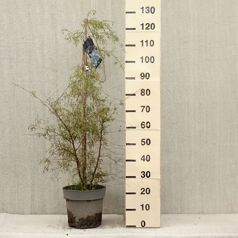 Example of Betula pendula Karaca - Hänge-Birke Topf mit 7,5L/10L as you get in ete