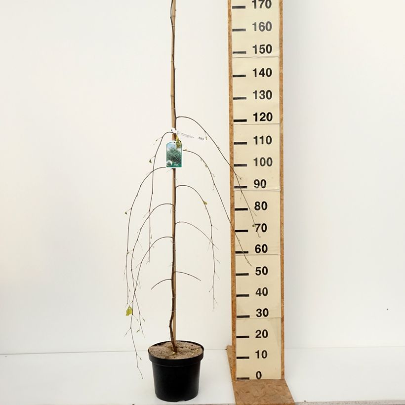 Exemplar von Betula pendula Youngii - Hänge-Birke Topf mit 7,5L/10L wie im Herbst geliefert