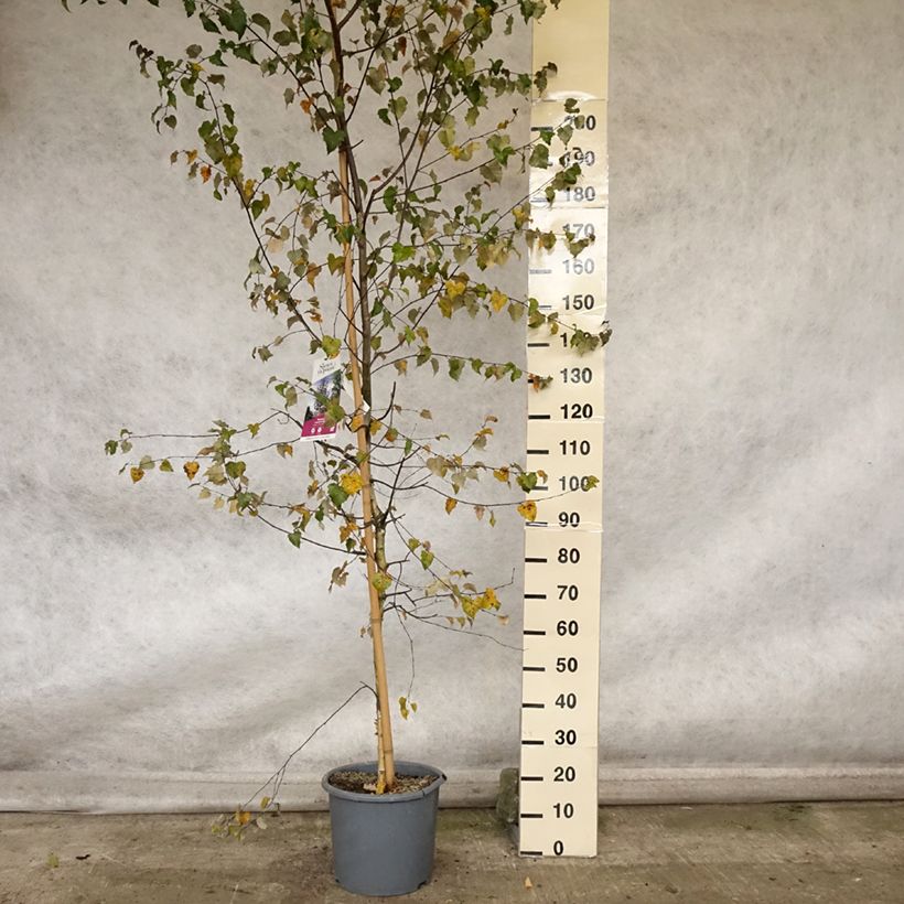 Example of Betula pendula Royal Frost ou Crimson Frost - Hänge-Birke Topf mit 7,5L/10L as you get in automne