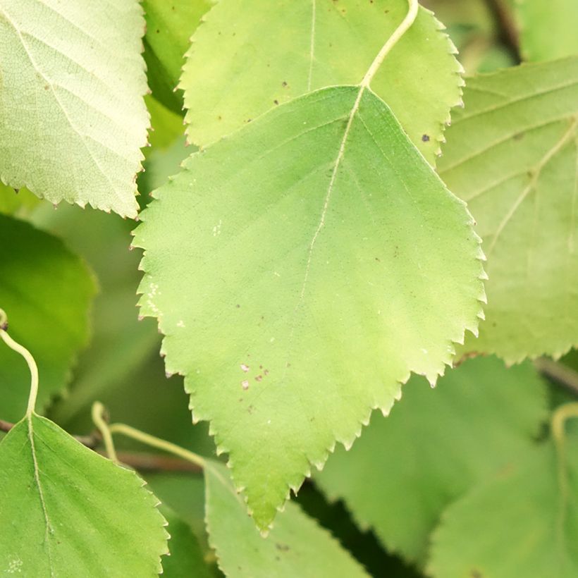 Betula pendula Spider Alley - Hänge-Birke (Foliage)