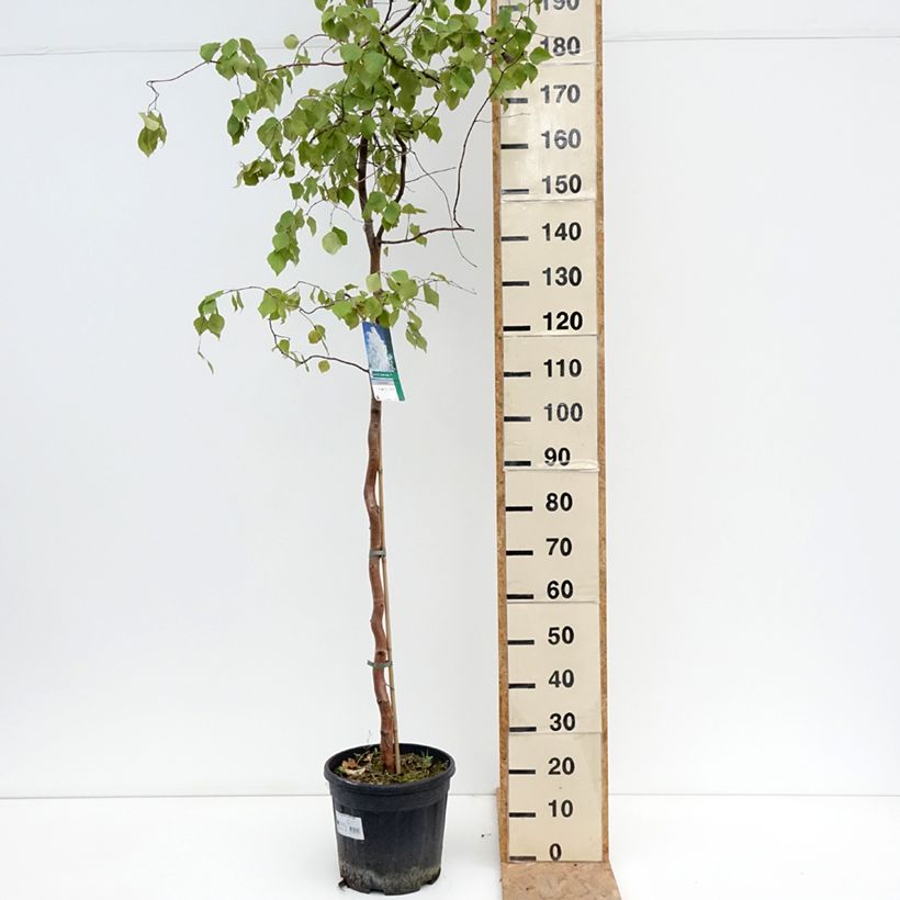 Example of Betula pendula Spider Alley - Hänge-Birke Topf mit 12L/15L as you get in ete