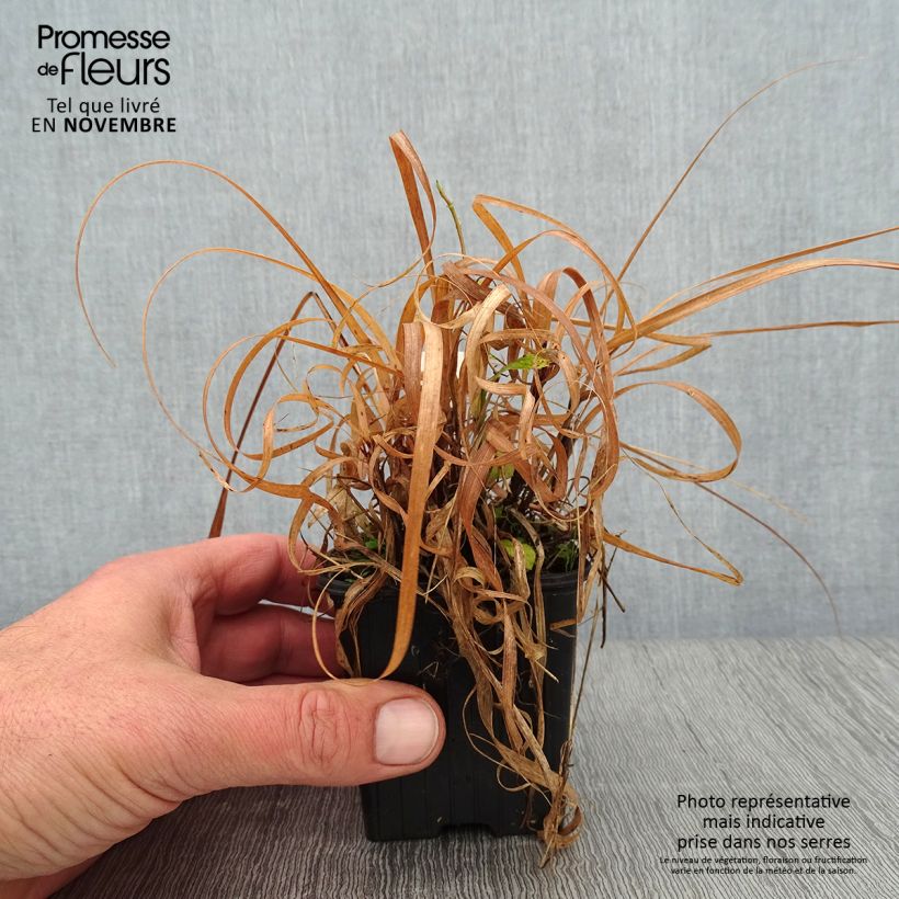 Example of Bouteloua curtipendula - Hohes Haarschotengras Kleine Töpfe von 8/9 cm as you get in automne