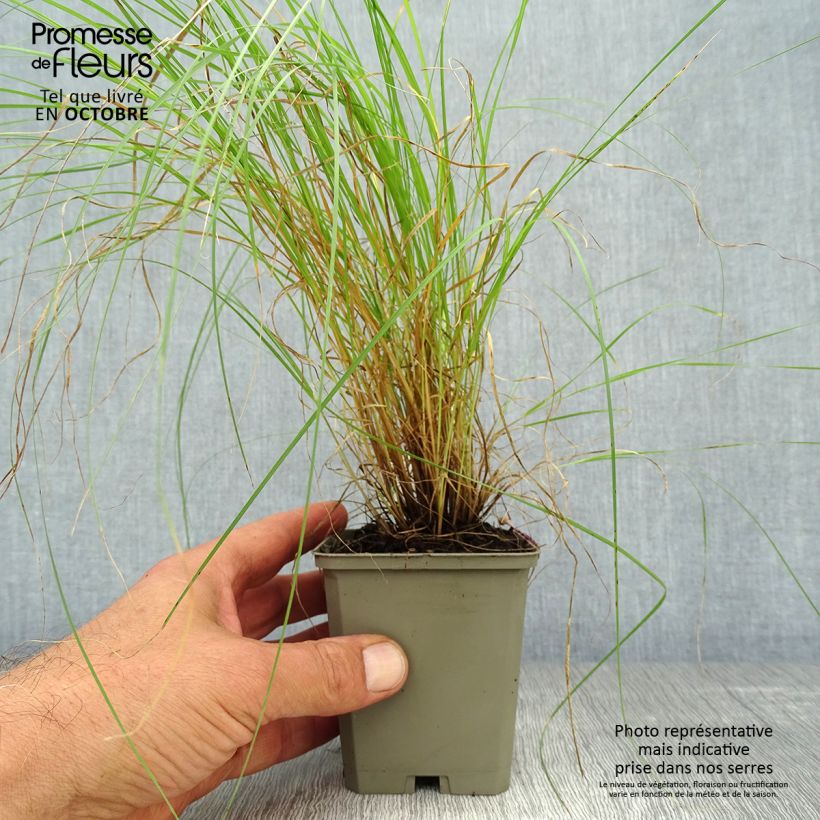 Example of Bouteloua gracilis - Moskitogras Kleine Töpfe von 8/9 cm as you get in automne