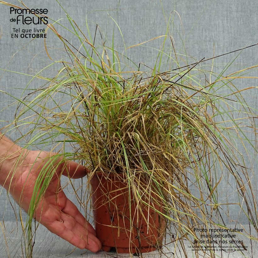 Example of Bouteloua gracilis - Moskitogras Topf mit 1,5L/2L as you get in automne