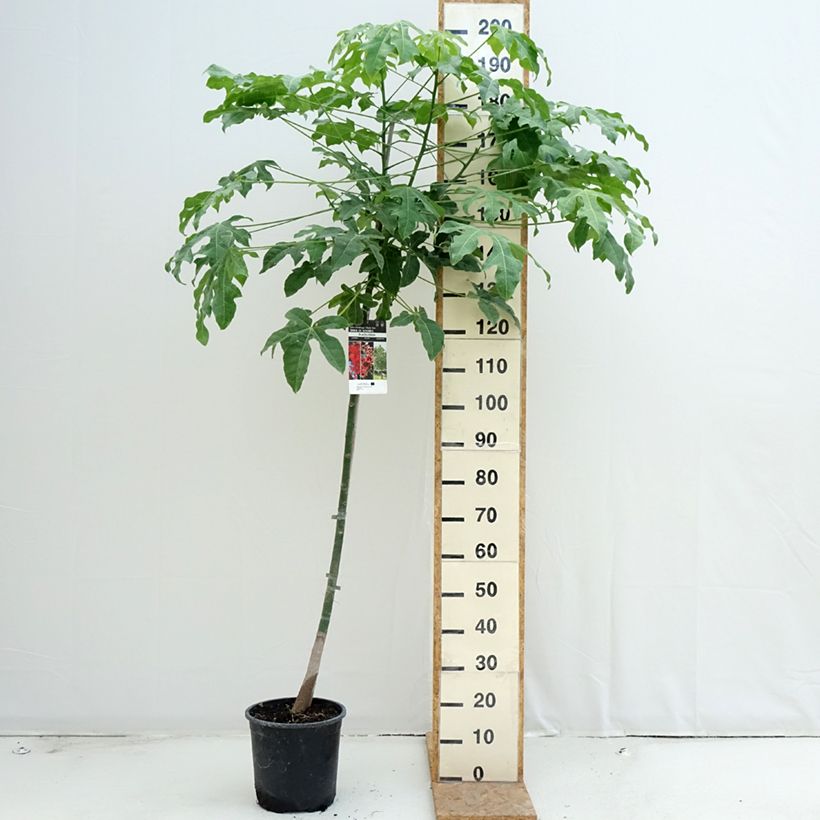 Example of Brachychiton acerifolius - Flaschenbaum Topf mit 7,5L/10L as you get in ete