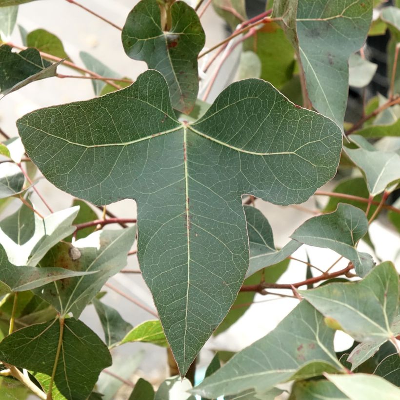 Brachychiton populneus - Flaschenbaum (Laub)