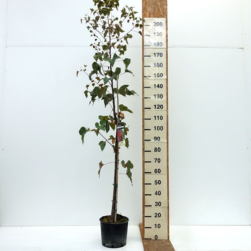 Exemplar von Brachychiton populneus - Flaschenbaum Topf mit 7,5L/10L wie im Herbst geliefert