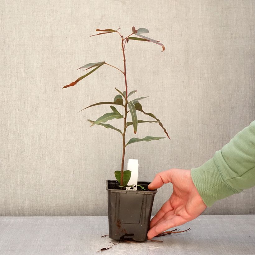 Exemplar von Brachychiton rupestris - Arbre-bouteille rupestre Pot de 1L/1,5L wie im Winter geliefert